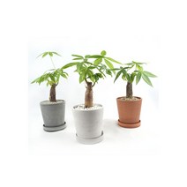 서비내 파키라 외대 money tree 완제품 인테리어 플렌테리어 강화플라스틱 화분 공기정화식물, 그레이, 1개