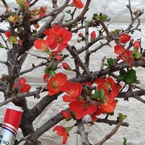 장수매화45, 1개