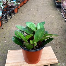 (싹쓰리식물원) 홍페페-묘목 공기정화식물 미세먼지제거 홈인테리어 인테리어식물