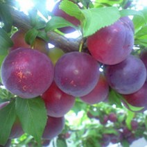 묘목/바이오체리/접목 1년(특) 뿌리묘/2주 AB069, 1개