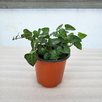 미스터플랜트 하트 아이비 소품 넝쿨식물