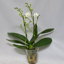 하이시티팜 미니호접란 이슬천사-쌍대, 1개