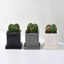 가꾸지오 공기정화식물 하트호야 로마주사각(소), 화이트
