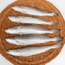 자갈치닷컴 민어조기(뾰조기)4P 29~31cm전후 48마리전후 뾰족조기, 4P 29~31cm전후