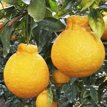 프리미엄 제주 과일 한라봉 가정용 3kg 중소과 13과전후, 상세페이지 참조, 단품