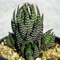 [ 풀풀다육 ] 월동자 십이지권 용발톱 군생 다육 공기정화 식물 국민 다육이, 월동자 군생