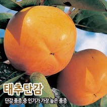 단감나무 태추단감 배단감 접목1년생(상묘)