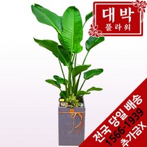 대박플라워 극락조(여인초) 개업화분 집들이 인테리어 공기정화식물 관엽식물 꽃배달