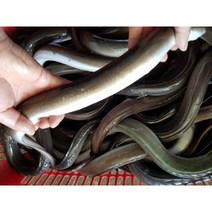 살아있는 자연산 민물 장어 보신용 건강원, 1k