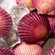 제철 산지직송 통영 가리비 통실통실 홍가리비1kg, 1개