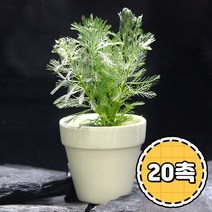 미미팜스 무결점 수초 암브리아 20뿌리, 단품