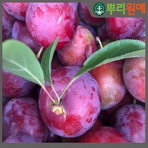 자두나무 자두묘목 자두나무묘목 왕자두나무 왕자두나무2년생