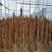 [모든원예조경] 민두릅나무 묘목 (키1m전후) 두릅묘목