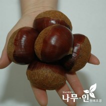 [나무인] 밤나무묘목 이평품종 2그루, 2개