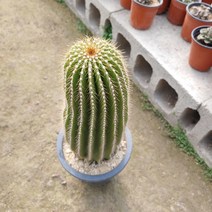 [성심꽃농원] 대봉룡_선인장_290, 1개