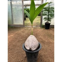 [근이네식물원] 코코넛야자, 1개