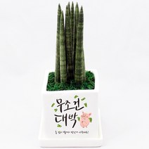 무조건대박 개업 선물 실내 공기정화식물 화분 맞춤형 축하 메세지 꽃화분 배달 입주 집들이 이사 가게오픈 카페 식당 승진 사무실, 산세베리아, 쇼핑백O