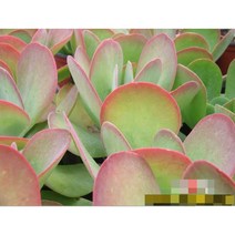 다육식물/선인장 당인 화분모종 4개 (L0339)