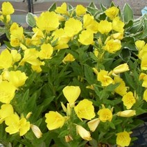 대용량 꽃씨앗 종자 달맞이꽃(kg) S2923