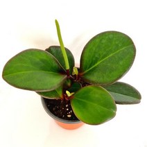 홍페페 페페로미아 실내 키우기쉬운 거실 식물 화분 다육 꽃 나무 묘목, 단품, 단품