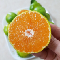 극조생감귤(제주산), 1개, (10/4발송)극조생감귤5kg