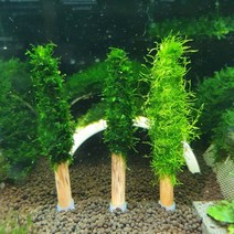 수초 물미역모스 활착 트리 - 음성수초키우기