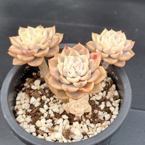 꽃다리 팅커벨금 12 다육식물 다육금 아이만배송