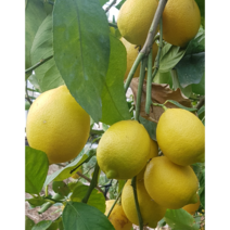 제주 레몬 친환경 무농약 레몬 3Kg