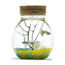 구피 물고기 어항 만들기 1인용