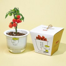 아트박스/꿈쟁이 꿈쟁이 그린패밀리 식물기르기 방울토마토 외 4종, 해바라기