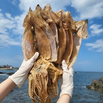 동해안 건조오징어 10마리 마른오징어, 마른오징어 10마리 400g