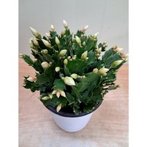 게발선인장 흰색 중품