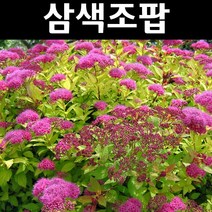 삼색조팝 나무 묘목 7치화분 1개/정원/공원/조경수