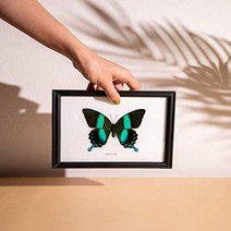 The Green Swallowtail Butterfly (Papilio blumei) | Framed Beautiful Butterfly Wall Decor | Unique Ta, 1