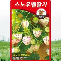 스노우벨 딸기 씨앗 흰딸기 씨 종자 100립