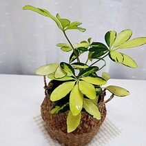 칼라홍콩야자 키우기 무늬 홍콩야자 나무 해초화분, 단품