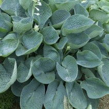 세종식물원 호스타 아비쿠아드링킹거드 무늬비비추 숙근 19cm화분