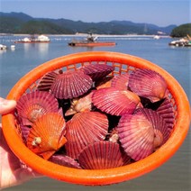 당일조업 최상급 통영 홍가리비 2kg 가리비 산지직송