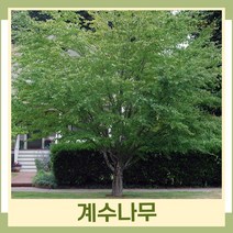계수나무 묘목 실생2년생 뿌리 특묘 5개