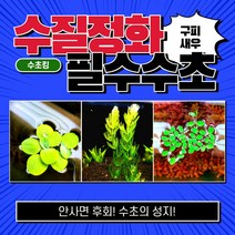 [수초킹] 수질정화 필수수초 3종세트 15촉 / 구피 새우 치어 치비 알풀 알비노풀레드 물고기 백탁 환수 물잡이 물갈이 수질개선 열대어 crs 부상수초 붕어마름 물배추, 3종 15촉(피시티아5촉+마츠모5촉+살비니아나탄스5촉)