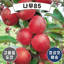 (나무85) 사과나무묘목 14종 시리즈, 9.미얀마 R4 내외 분