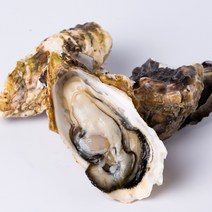 산지직송 최상급 통영굴 석화 생굴 각굴 반각굴 바위굴 석굴 깐굴 개체굴 벚굴 삼배체굴 세척 하프셀 하프쉘 굴 1kg 10kg 손질 횟감 용, 1.6 생굴 5kg