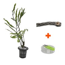 바보사랑 DIY 마이플랜츠 초야우드 볼비티스 .미미네아쿠아, 상세 설명 참조