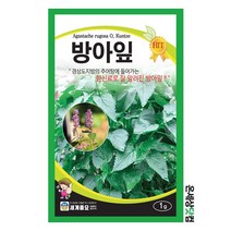 방아잎 1g / 방아잎씨앗 배향초씨 종자 토속나물 약초씨앗