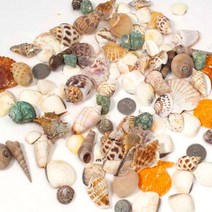 조개껍데기 조개껍질 조가비 소라고둥 미술 공예 만들기재료(100g 200g 1kg), 1kg