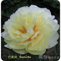 목하원예조경 명품겹목단 목단나무 묘목 겹꽃목단 (바츠라) 개화주 3지