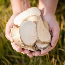 국산 황칠나무(편) 200g 차 효능 한방재료 한약재, 12ZC_국산황칠나무(편)200g