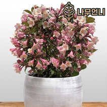 병꽃나무 나무언니, 6치화분(2개 1세트)