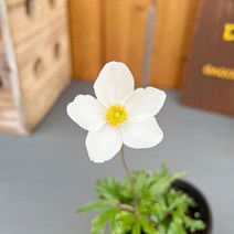 가꾸다 사계바람꽃 연중피고지는 노지월동