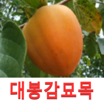 (성실D)야오끼 개량대봉 감나무묘목 접목1년 2그루, 1개